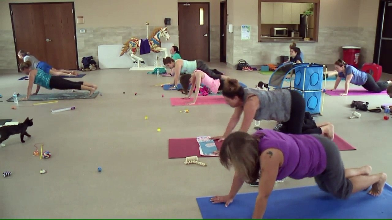 Yoga Class Helps Shelter Cats Find Forever Homes