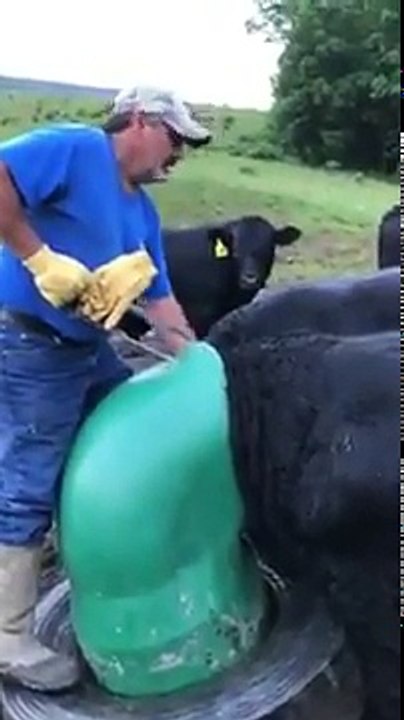 Libérer une vache coincée par la tête à la tronçonneuse !!