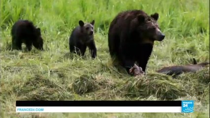 Yellowstone : les ours grizzly retirés de la liste des animaux protégés