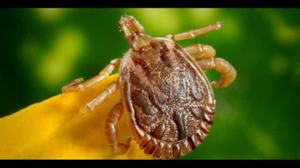 Cette tique peut vous rendre allergique à la viande rouge