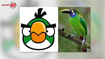 Angry Birds In Real Life