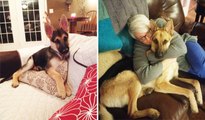 10  ADORABLE PHOTOS - Dogs Adorable Before and After