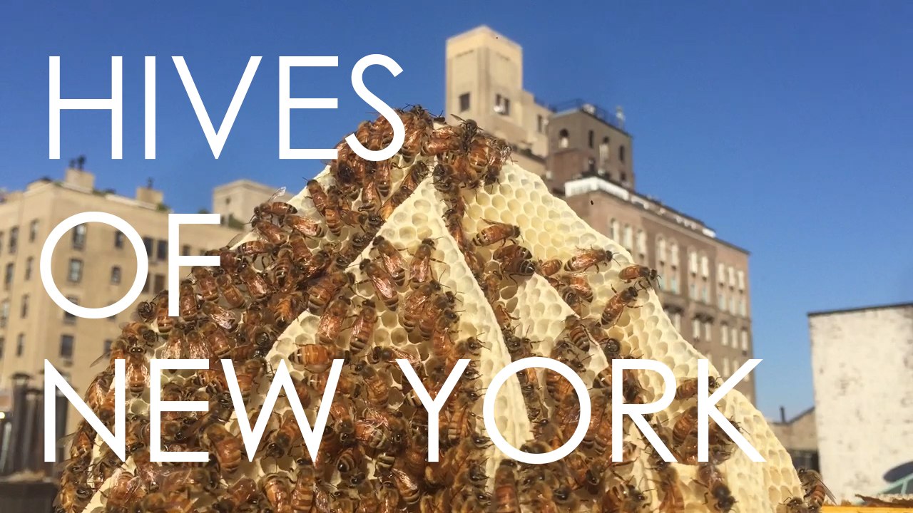 Hives of New York