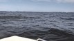 Humpback Whale Breaches Extremely Close to Boat Off New Jersey