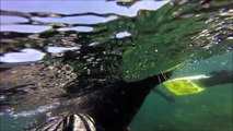 Seal Snorkeling on Isles of Scilly