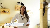 Veterinária mostra seus gatos e um quarto adaptado para os animais