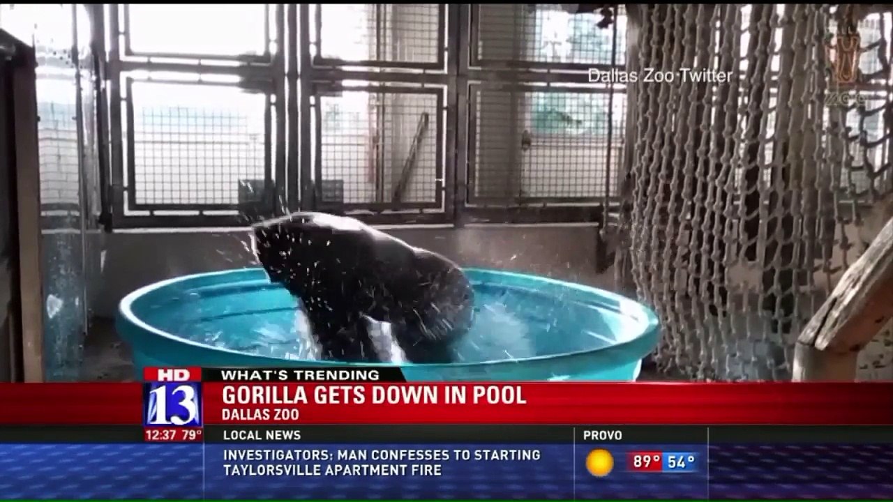 Gorilla Shows Off Dance Moves at Dallas Zoo