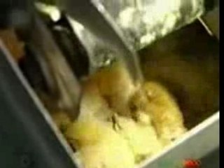 Albino - ohne rechte ( sans droits) liberation animale