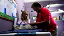200 Cats, Most of Them Pregnant, Found Living in New Jersey Home