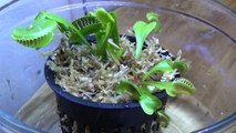 Un et un à un un à de base soins croître guider Comment à Il Vénus flytrap