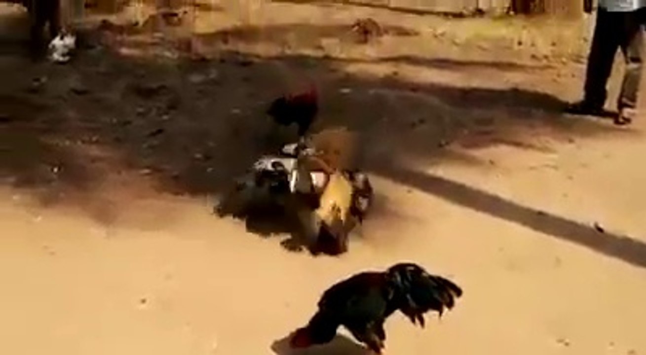 hen fighting wwe smack down