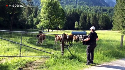 Con su acordeón un sujeto logró atraer a un rebaño de vacas