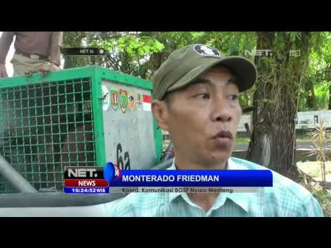 Seekor Orang Utan Berhasil Diselamatkan Setelah Keluar Dari Habitatnya - NET16