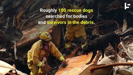 9/11’s Four-Legged First Responder Heroes
