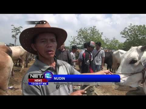 Jelang Idul Adha Harga Sapi di Brebes Merangkak Naik - NET12