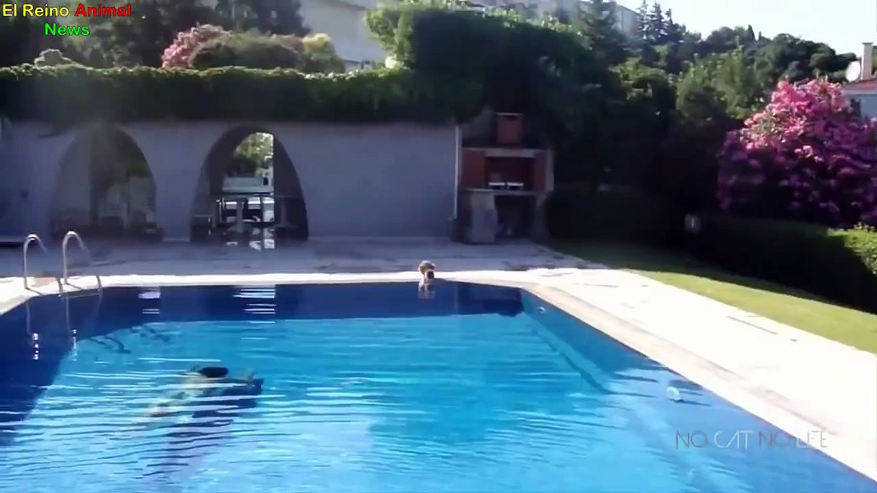 Gatos y Sustos