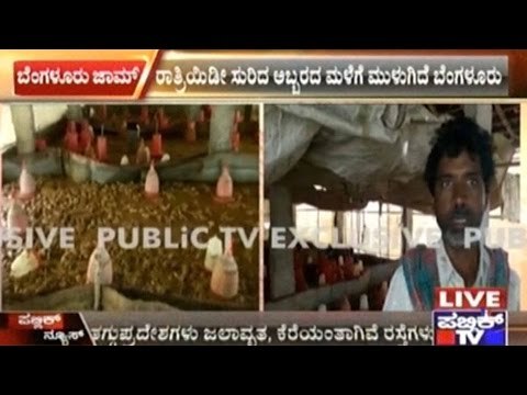 Nelamangala: 12,500 Chicks Die In A Poultry Farm Becuase Of Heavy Rain
