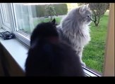 FUNNY Cats | Best FUNNY Cat Videos Ever  | FUNNY Kitty Cat Vines Compilation №52