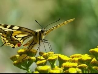 Natur
