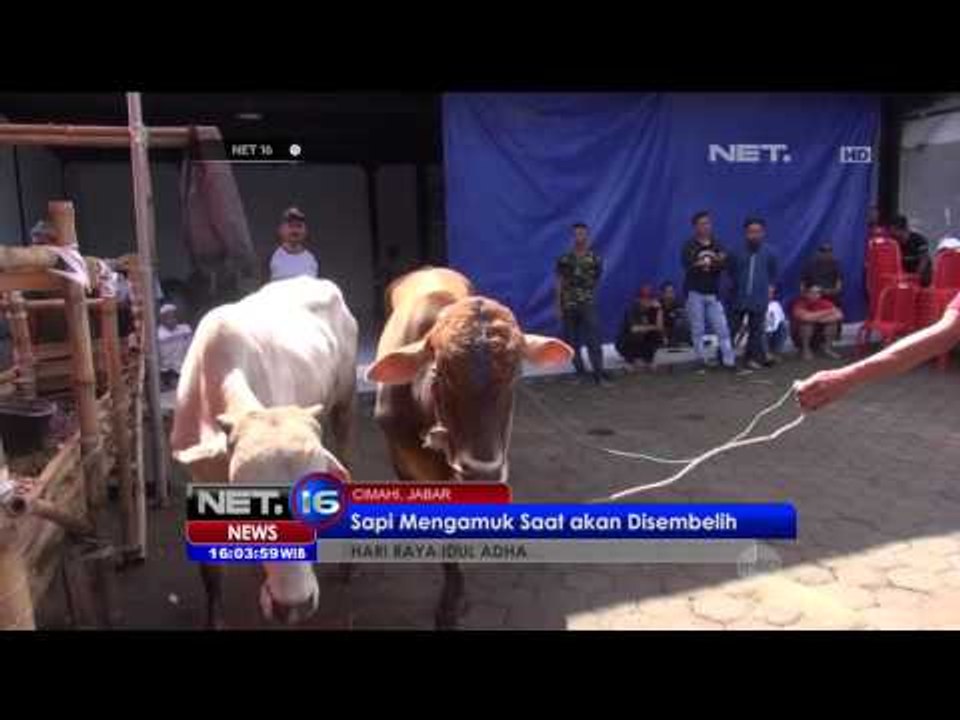 Kehadiran Sapi Betina Membuat Tenang Sapi Jantan yang Mengamuk