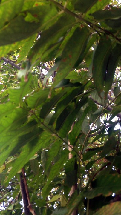 صوت عصافير