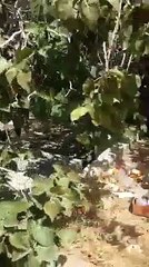 Garden where Hazrat Muhammad saw stayed