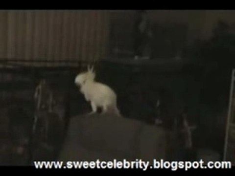 Head Banging Dancing Cockatoo