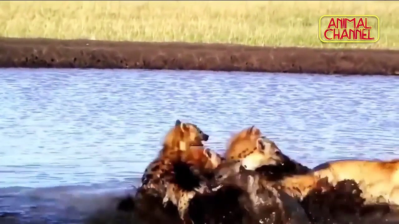 ANIMALS ATTACK Top 10 Most Deadly Animals in Africa including Lions Hippos Hyenas Elephant