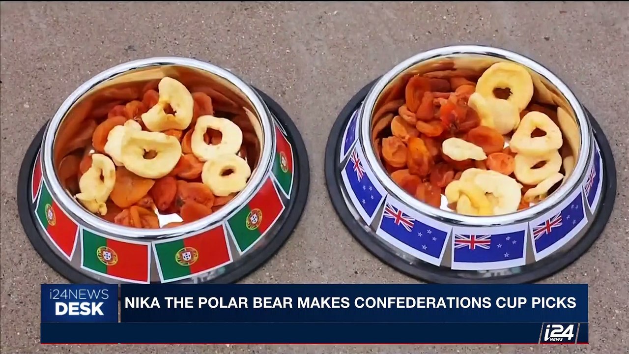 i24NEWS DESK | Nika the polar bear makes confederations cup picks | Saturday, June 24th 2017