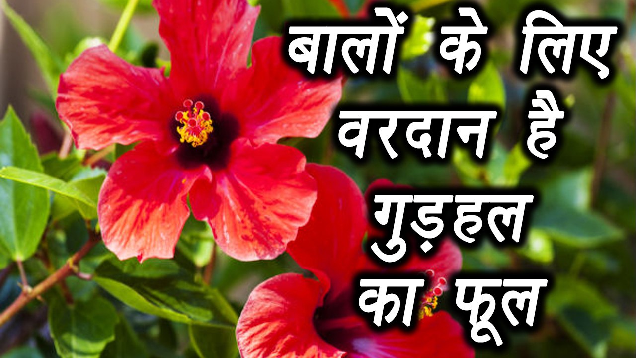 Hibiscus Flower for Hair Problem | गुड़हल फूल से दूर करें बालों की समस्या  | Boldsky