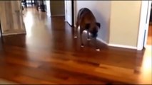 Funny Guilty Dogs C Dogs who are