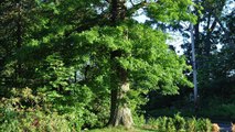 How you can start growing a collection of Oak Trees..