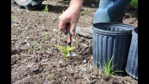 Keeping Seedling Costs Down at Highland Hill Farm....Collecting Oak Seedlings