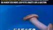 Quand des chinois pensent avoir découvert un champignon rare mais que c'est en fait un sextoy