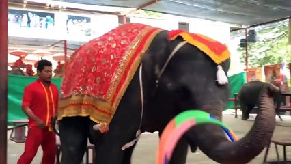 Chú Voi Con Ở Bản Đôn - Nhạc Thiếu Nhi Vui Nhộn Hay Nhất