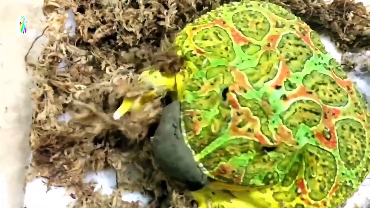 CHÚ VOI CON Ở BẢN ĐÔN ♪♫ NHẠC THIẾU NHI ♪♫ MỘT CON VỊT ♪♫ CON HEO ĐẤT ♪♫ CHÚ ẾCH CON