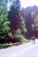 Damn He Ate That Like It Was Nothing! Car Crashes Into Horse ImperialHipHop