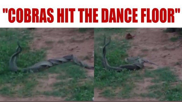 Dancing Cobras in Odisha enchant villagers | Oneindia news