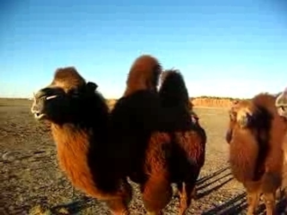 Gobi-Kamele