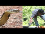 King cobra which appeared in kitchen at a home near madikeri rescued