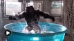 Dancing gorilla makes a big splash online