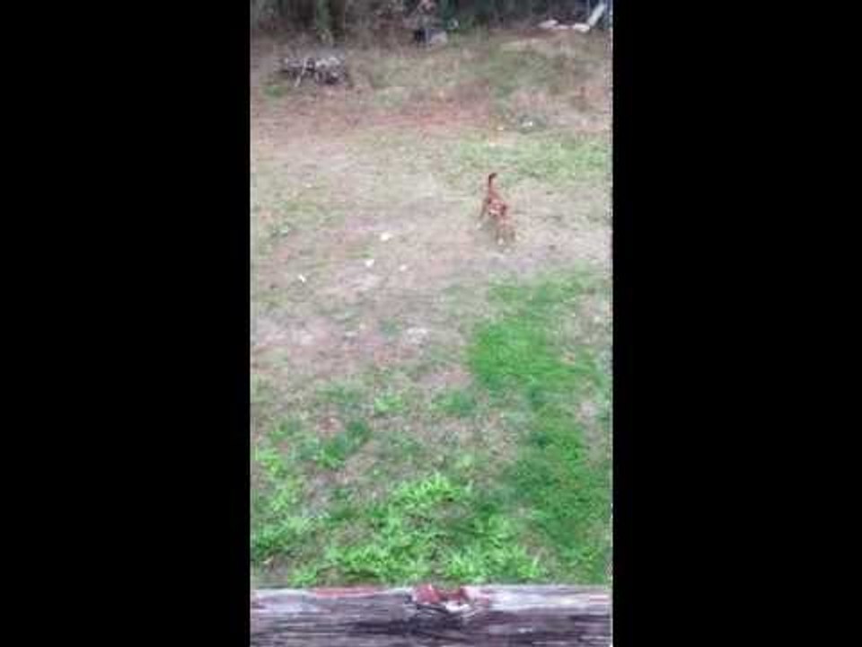Dogs Playing - part 1 bobo and big man