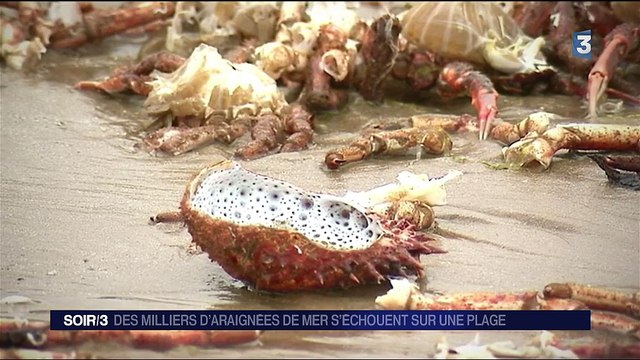 Côtes-d'Armor : des milliers d'araignées de mer s'échouent sur une plage