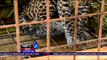 Macan Tutul Jawa Tangkapan Warga Akan Dilepasliarkan di Suaka Margasatwa, Ciamis  - NET24