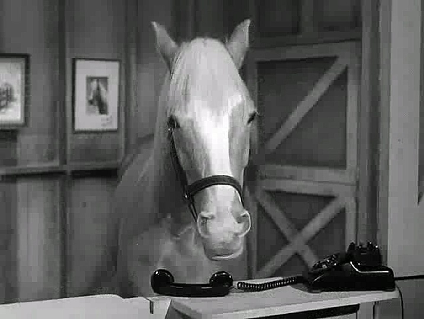 Pictures of mr ed