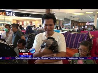 下载视频: Kontes Kucing di Semarang Hadirkan 85 Kucing Dari Aneka Ras - NET5