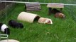 BASIC Guinea Pig & Rabbit Care _asd Pet