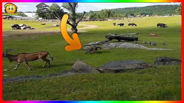 Cet éléphanteau poursuit tout ce qui bouge dans ce zoo et c'est trop mignon !