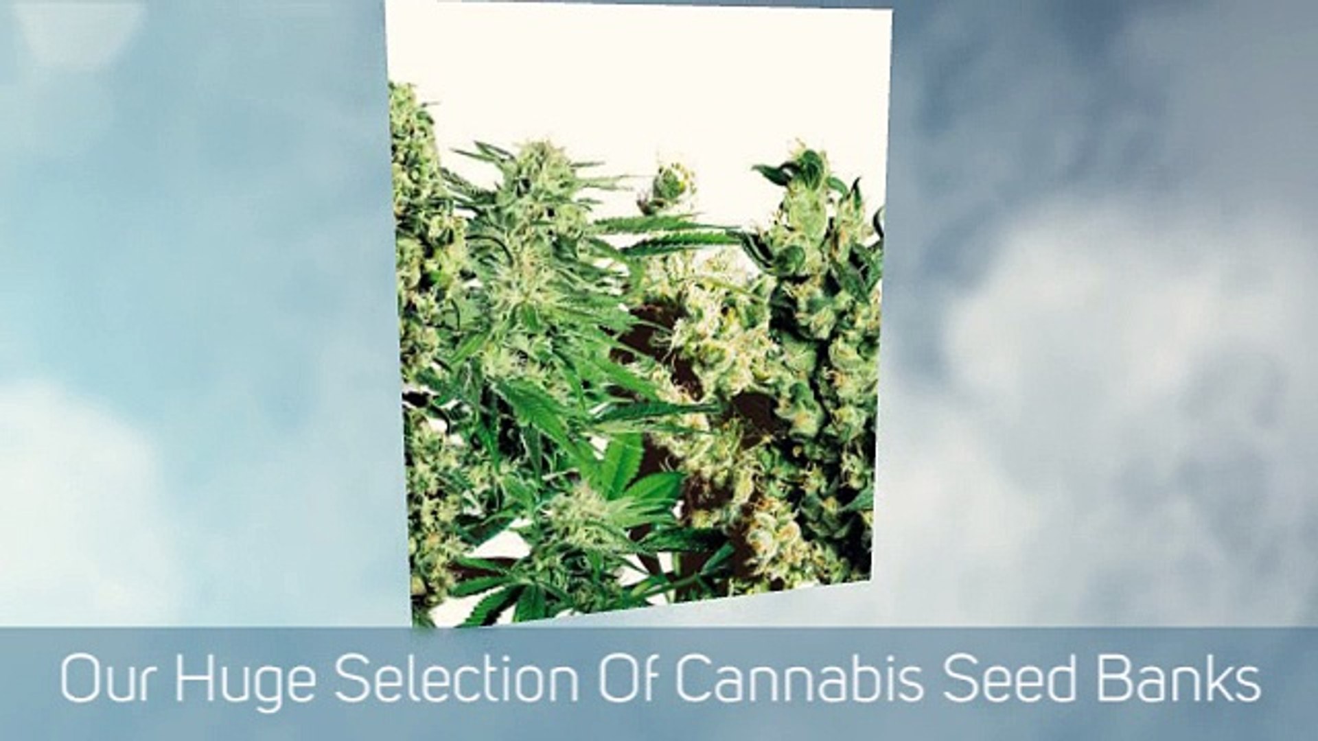⁣Marijuana Seeds