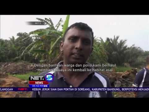Buaya 5 Meter yang Terjebak di Saluran Air Diselamatkan Petugas - NET5
